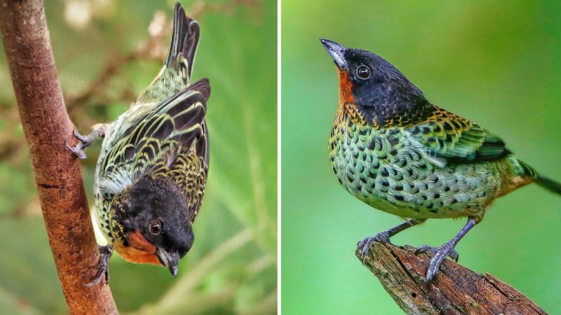 A Vivid Contrast of Colors: Exploring the Rufous-throated Tanager’s Striking Plumage