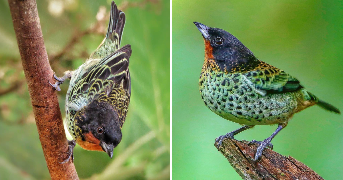 A Vivid Contrast of Colors: Exploring the Rufous-throated Tanager’s Striking Plumage