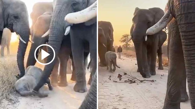 Adorable Albino Elephant Khanyisa Receives Help from Her Loving Herd