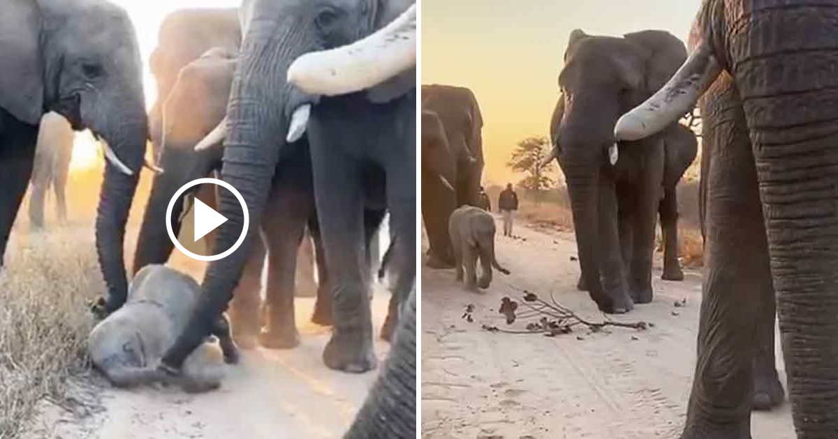 Adorable Albino Elephant Khanyisa Receives Help from Her Loving Herd