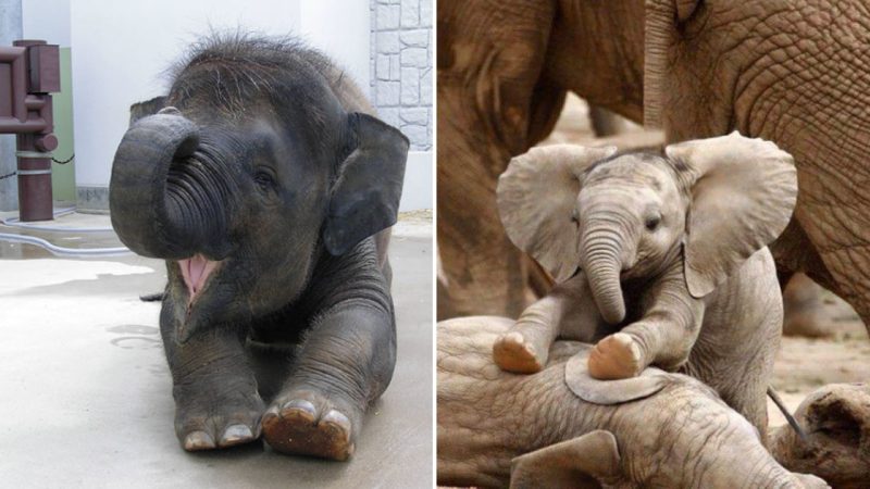 Adorable Baby Elephants Melt Hearts