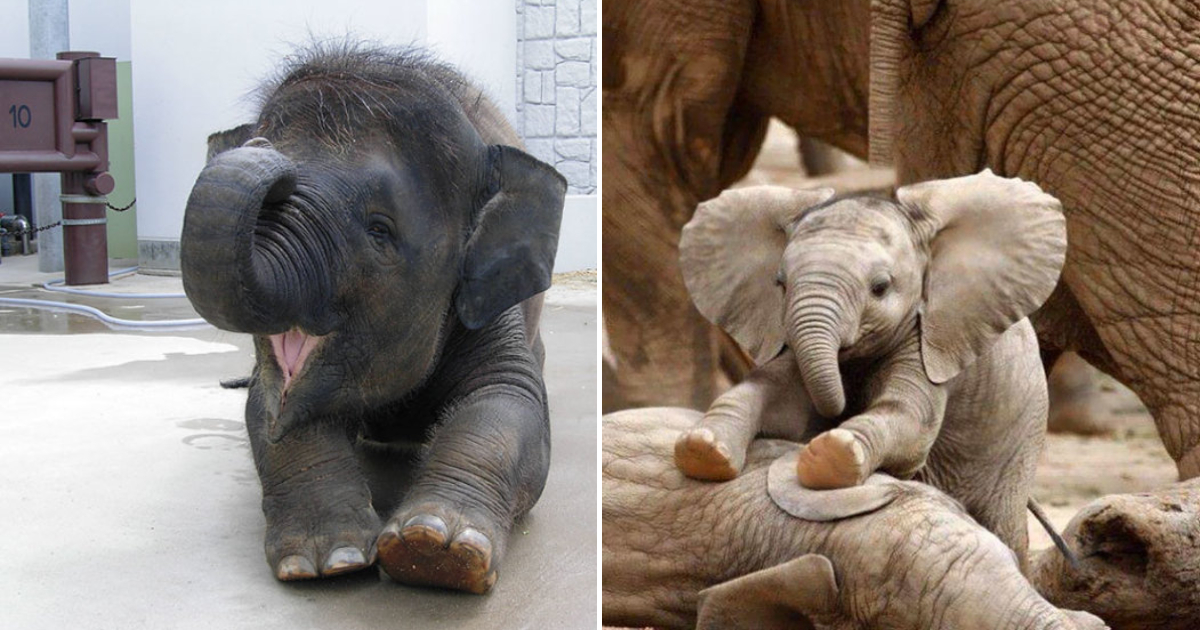 Adorable Baby Elephants Melt Hearts