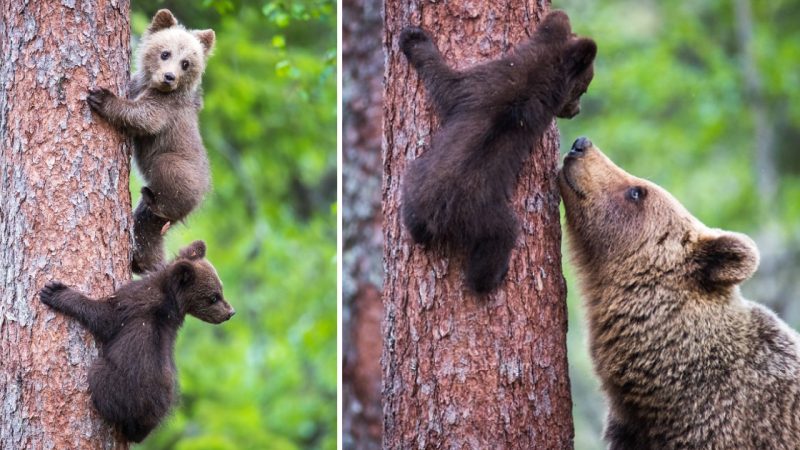 Adorable Bear Cubs Learn to Climb with the Help of their Sibling and Protective Mother