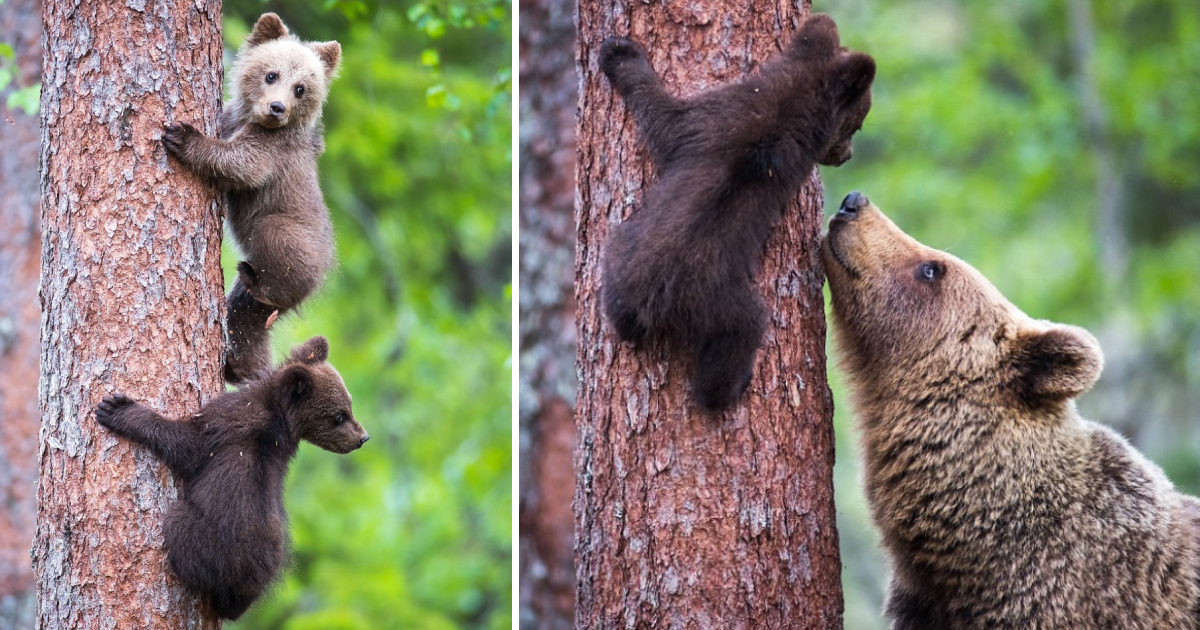 Adorable Bear Cubs Learn to Climb with the Help of their Sibling and Protective Mother