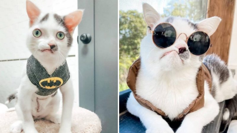 Adorable Cat With Unique Facial Features Finds Love and Happiness