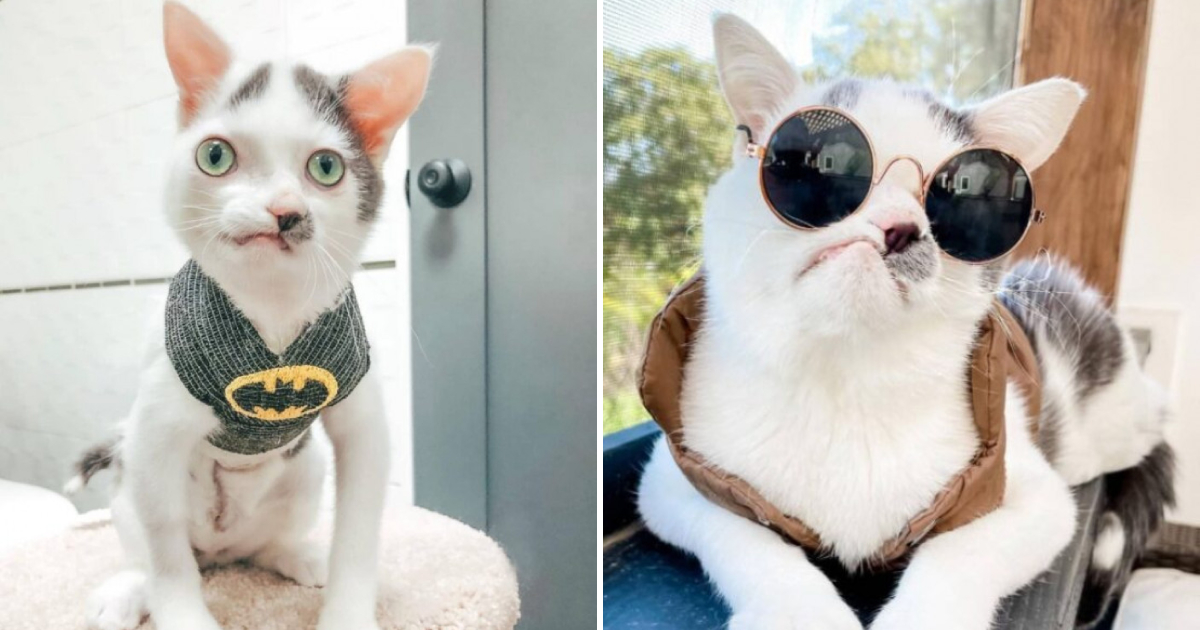 Adorable Cat With Unique Facial Features Finds Love and Happiness