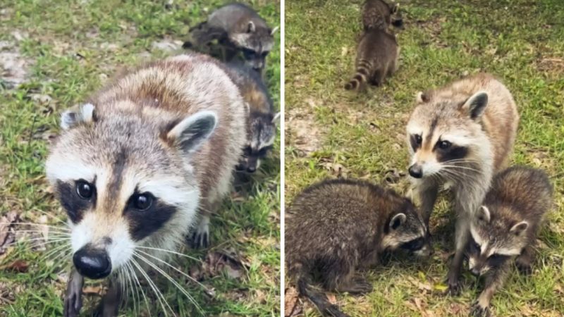 Adorable Raccoon Mom Introduces Her Cute Cubs to Human Friend