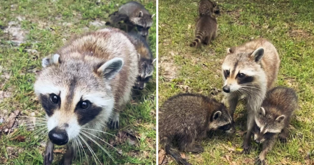 Adorable Raccoon Mom Introduces Her Cute Cubs to Human Friend