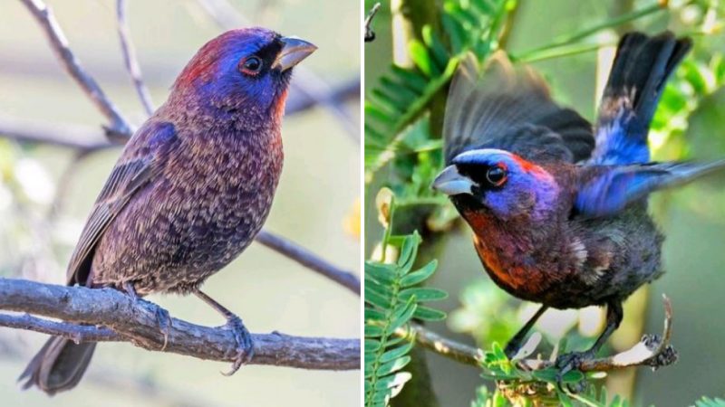 Astonishing Beauty: The Varied Bunting’s Captivating Blend of Crimson and Lavender