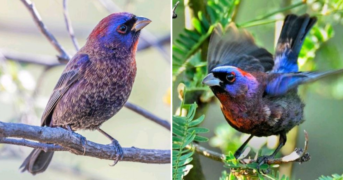 Astonishing Beauty: The Varied Bunting’s Captivating Blend of Crimson and Lavender