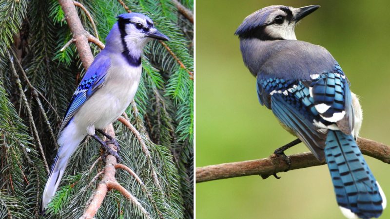 Astonishing Beauty: The Year-Round Presence of the Blue Jay in North America