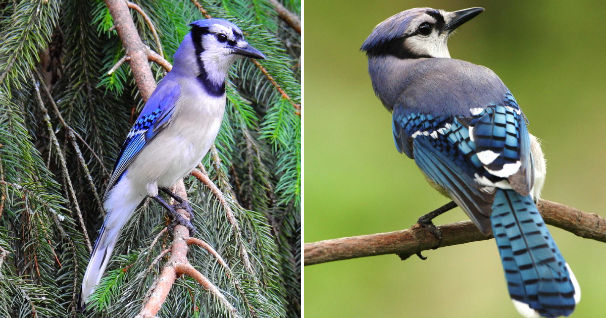 Astonishing Beauty: The Year-Round Presence of the Blue Jay in North America