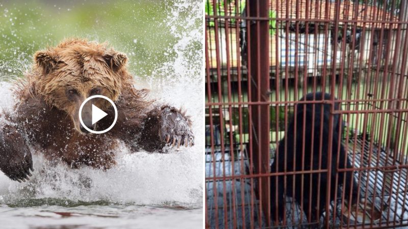 Bear’s Heartwarming Moment: Experiencing Water for the First Time After 9 Years of Captivity