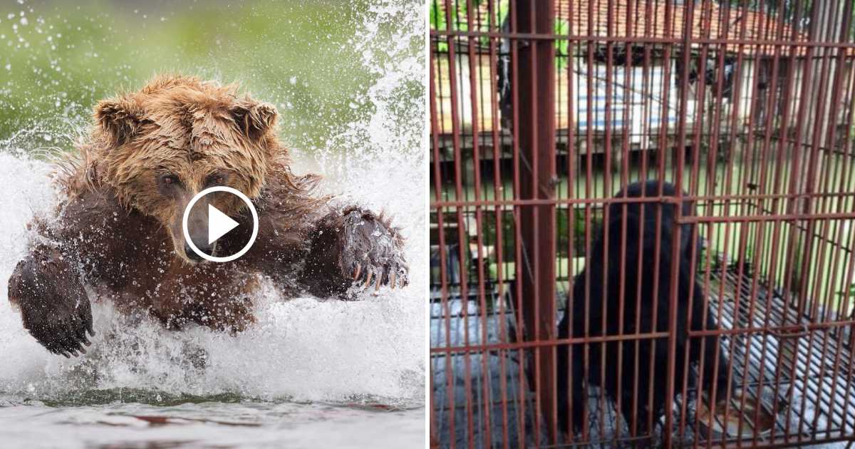 Bear’s Heartwarming Moment: Experiencing Water for the First Time After 9 Years of Captivity