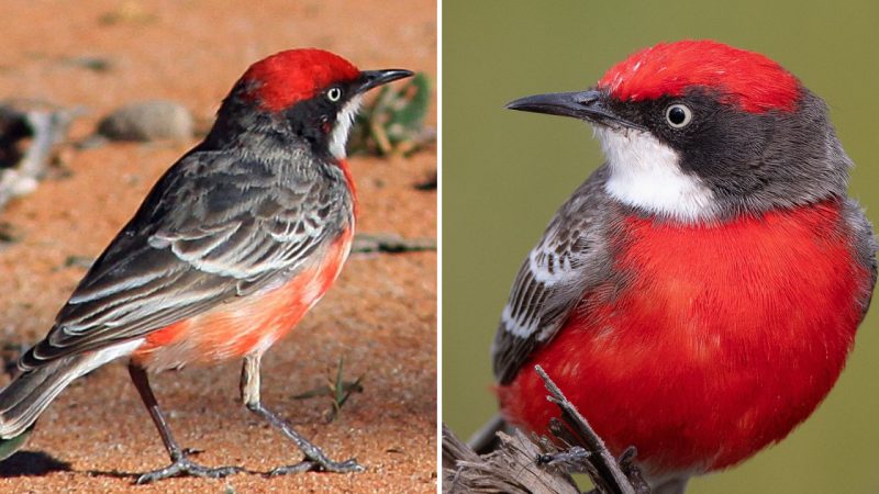 Beauty in Flight: The Enchanting Crimson Chat – A Nomadic Songbird of Australia