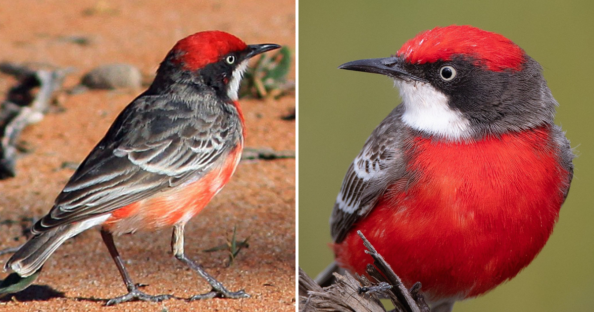 Beauty in Flight: The Enchanting Crimson Chat – A Nomadic Songbird of Australia