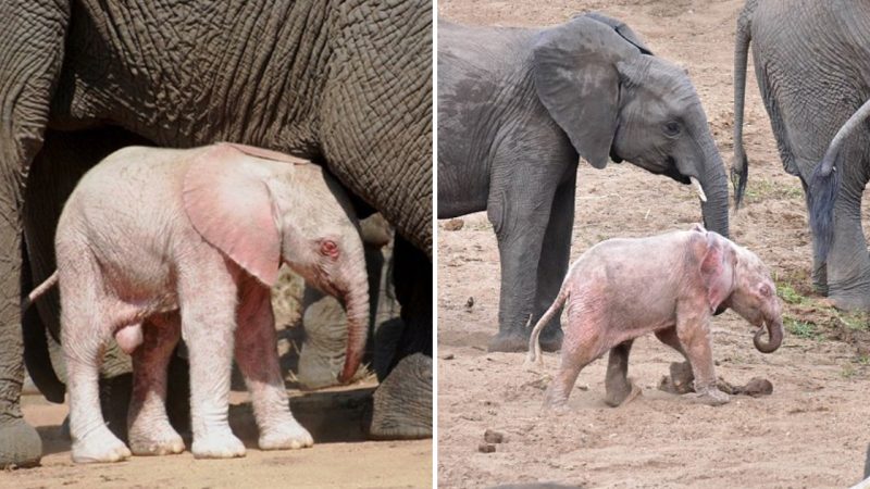 Captivating Albino Elephant in South African Wildlife Park