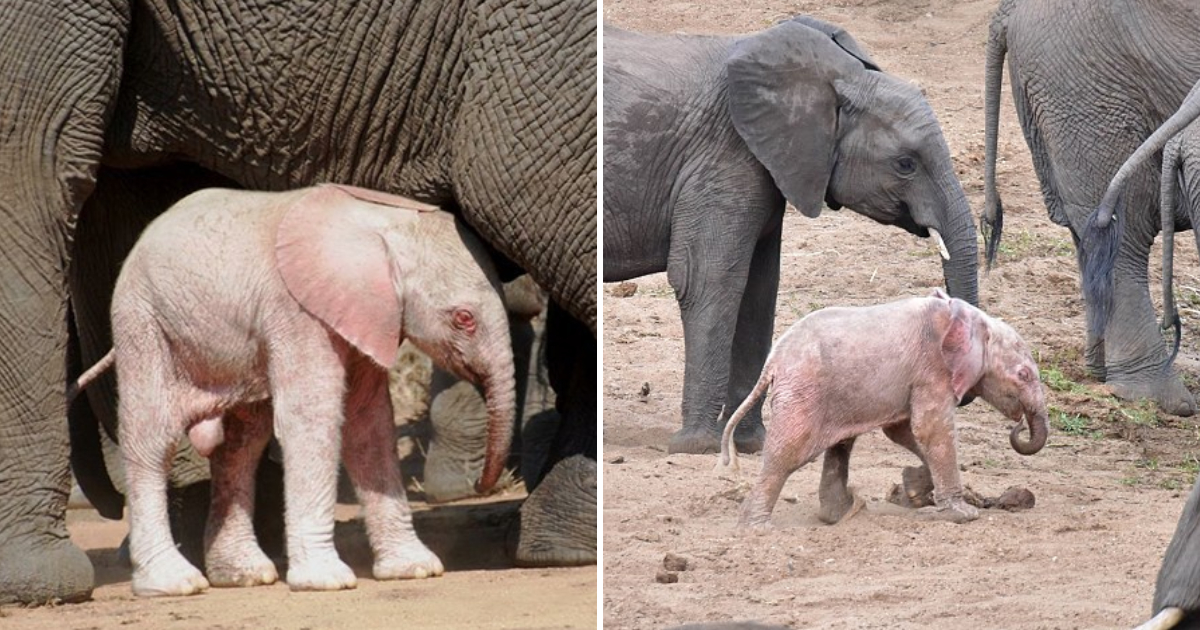 Captivating Albino Elephant in South African Wildlife Park