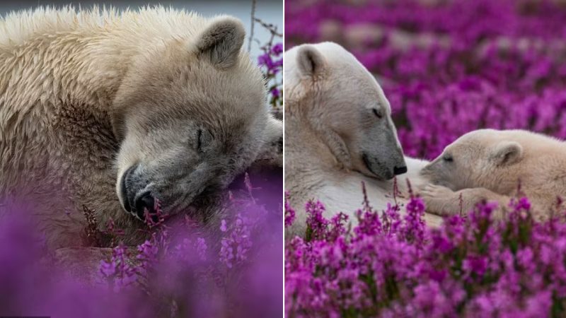 Captivating Beauty: Polar Bears and their Cubs in Canada’s Fireweed Fields