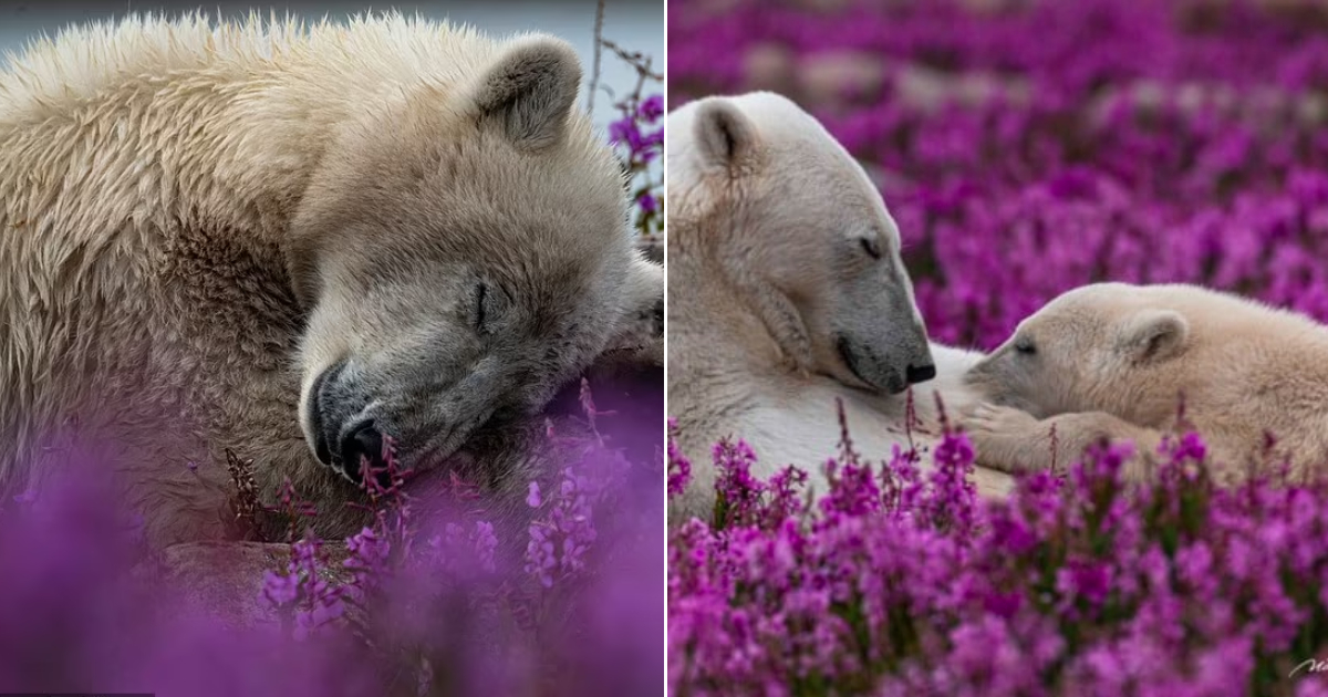 Captivating Beauty: Polar Bears and their Cubs in Canada’s Fireweed Fields