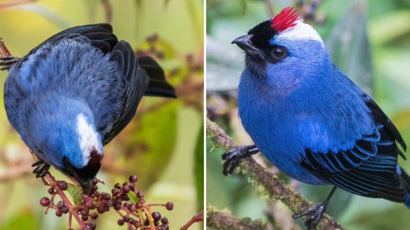 Captivating Beauty: The Enchanting Diademed Tanager and Its Majestic Royal Blue Feathers