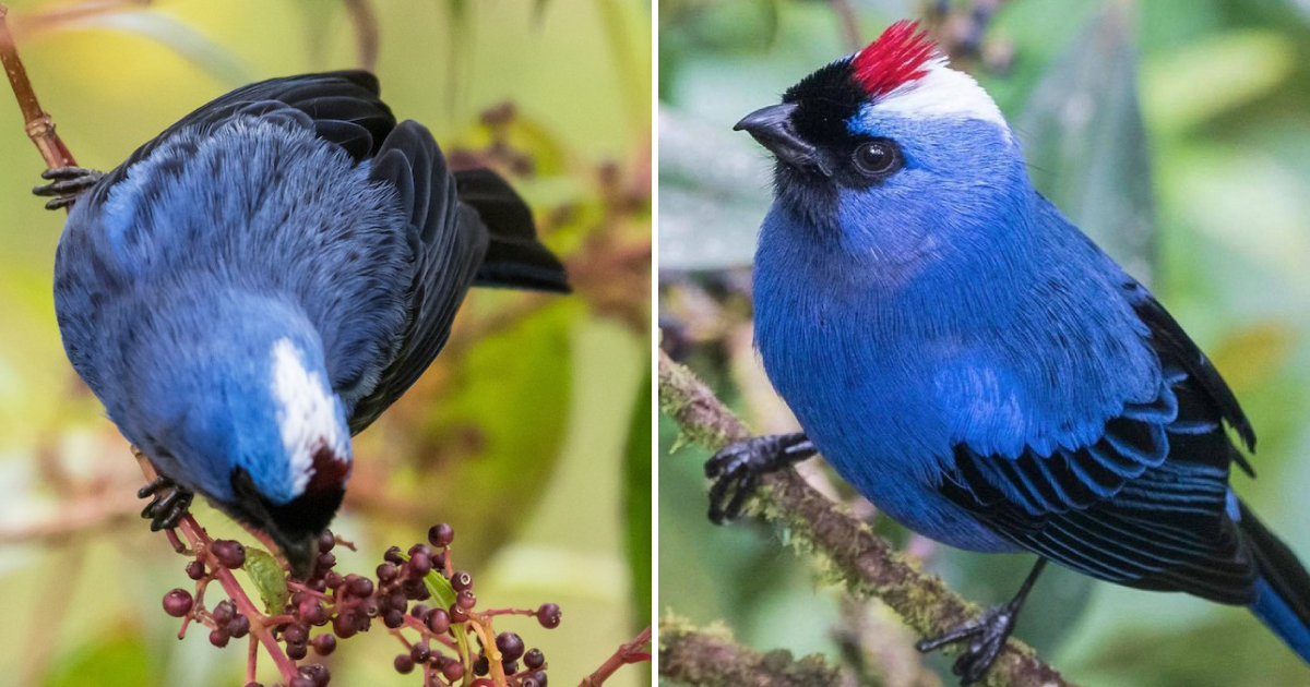 Captivating Beauty: The Enchanting Diademed Tanager and Its Majestic Royal Blue Feathers