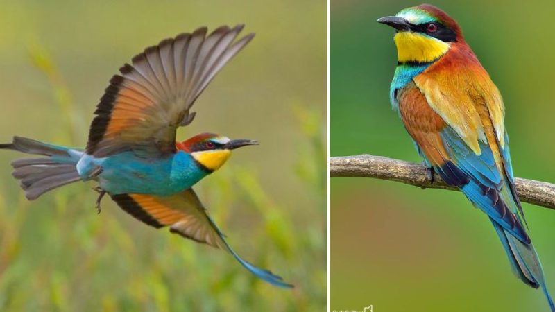 Captivating Colors: The Exquisite Beauty of European Bee-Eaters