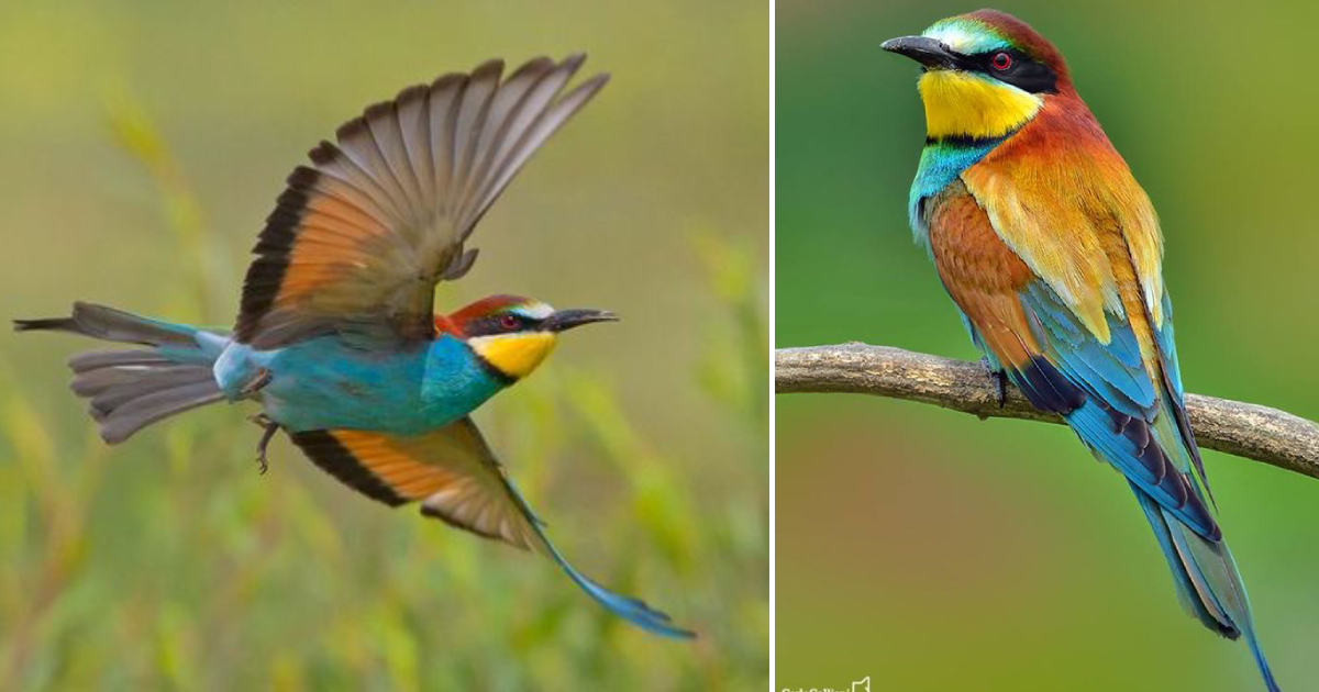 Captivating Colors: The Exquisite Beauty of European Bee-Eaters