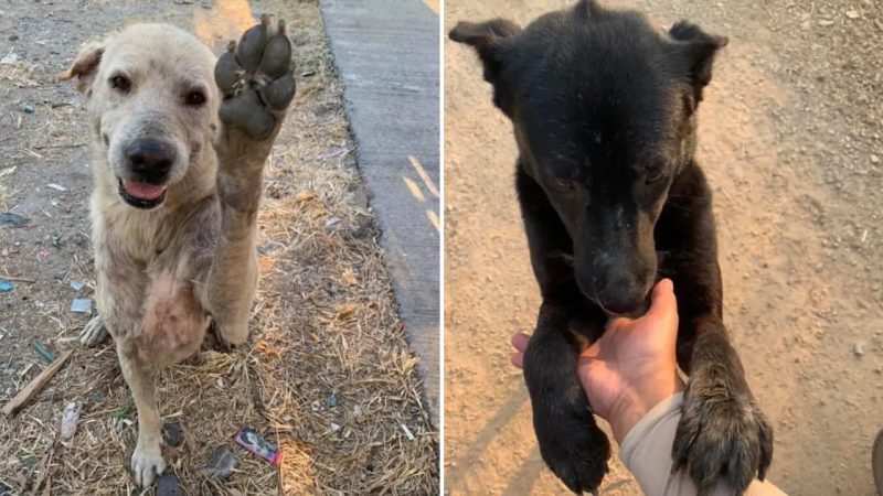 Captivating Images Of Stray Dogs Smiling Joyfully When Given Food By Passersby