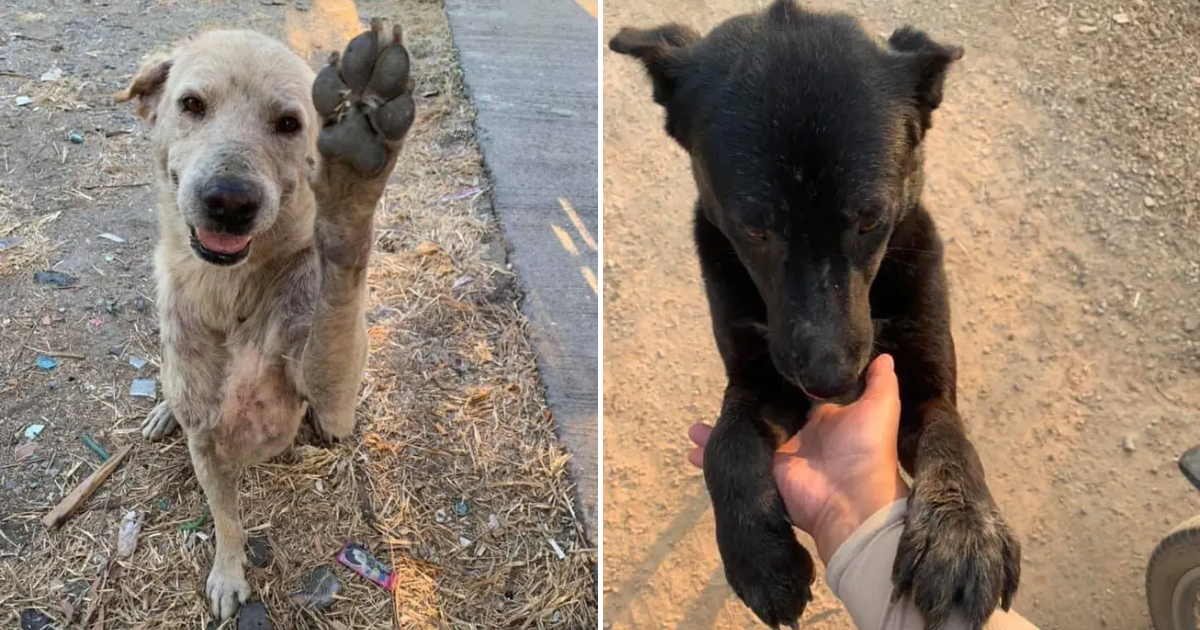 Captivating Images Of Stray Dogs Smiling Joyfully When Given Food By Passersby