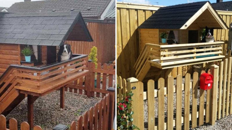 Devoted Owner Constructs Cozy ‘Mansion’ for Beloved Doggo