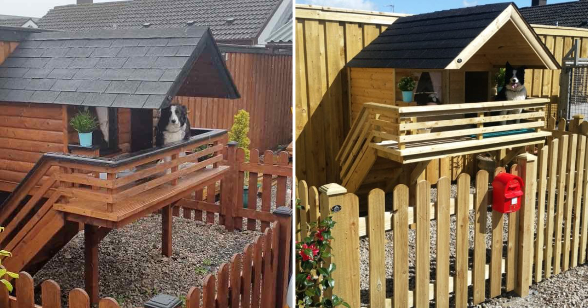 Devoted Owner Constructs Cozy ‘Mansion’ for Beloved Doggo