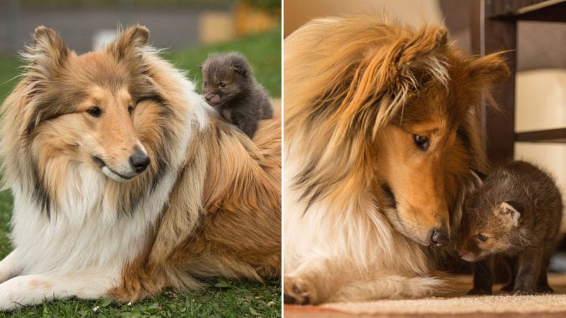 Dog Adopts Baby Fox After Tragic Accident