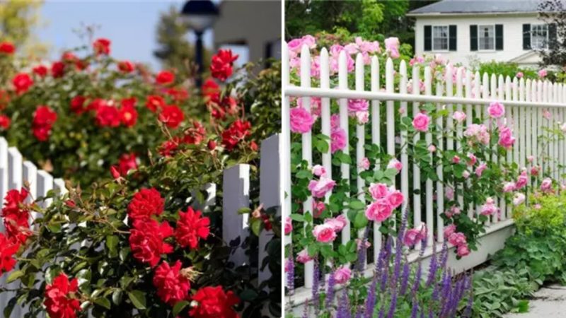 Enchanting Beauty: White Fences and Simple Yet Stunning Greenery