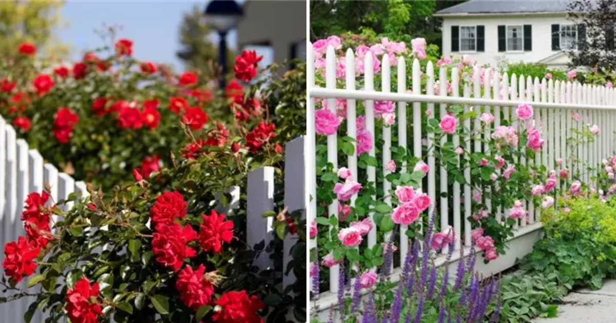 Enchanting Beauty: White Fences and Simple Yet Stunning Greenery