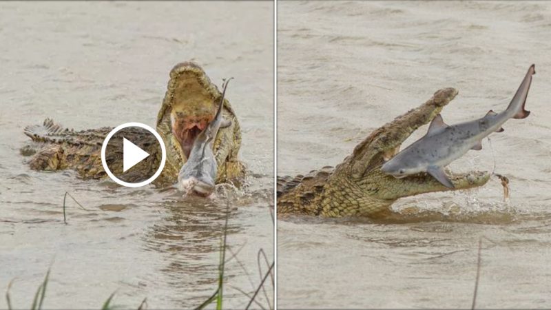 Enormous Crocodile Devours Shark in Astonishing Display