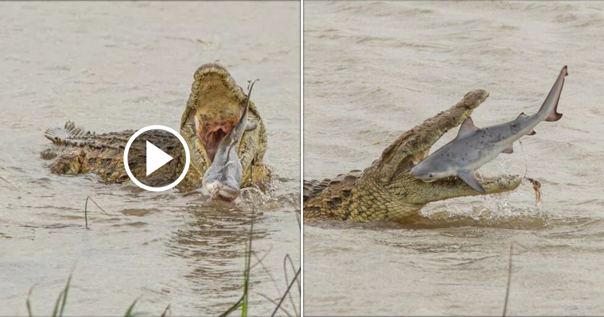 Enormous Crocodile Devours Shark in Astonishing Display