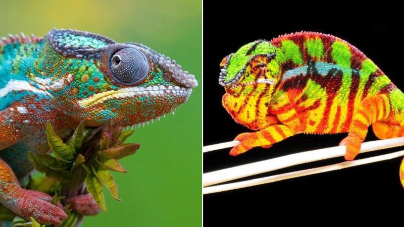 Exploring the Mystery of Color Change in Chameleons