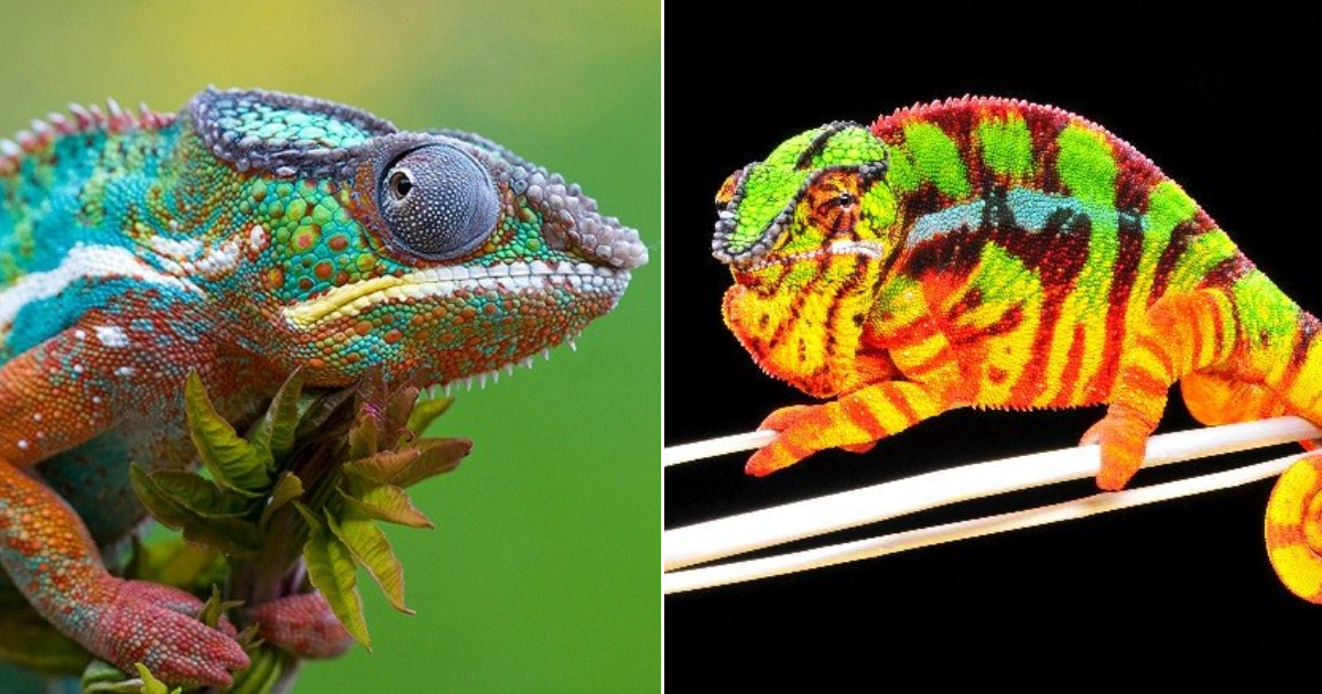 Exploring the Mystery of Color Change in Chameleons