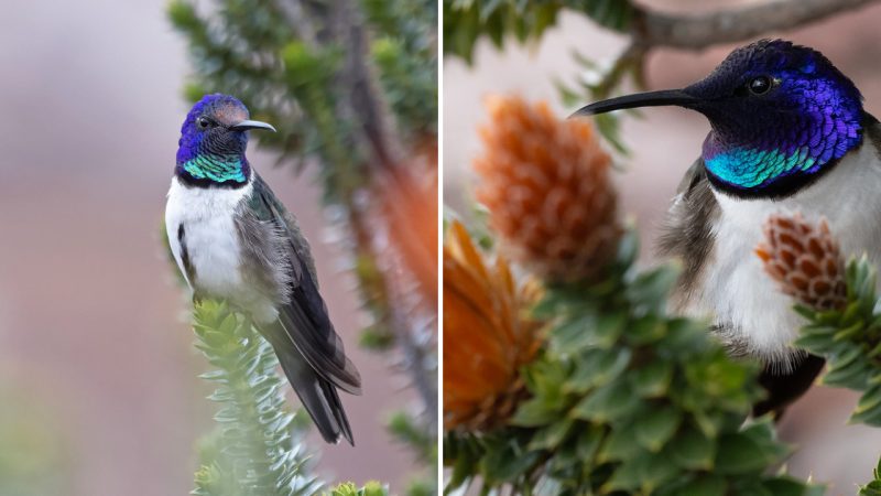 Graceful Elegance: The Enchanting Beauty of the Ecuadorian Hillstar