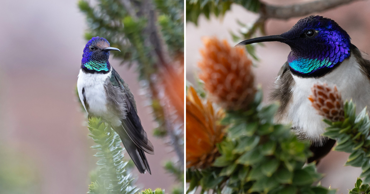 Graceful Elegance: The Enchanting Beauty of the Ecuadorian Hillstar