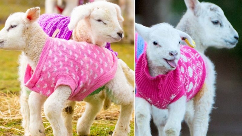 Heartwarming Care: Handknitted Jumpers Keep Newborn Lambs Cozy and Comforted