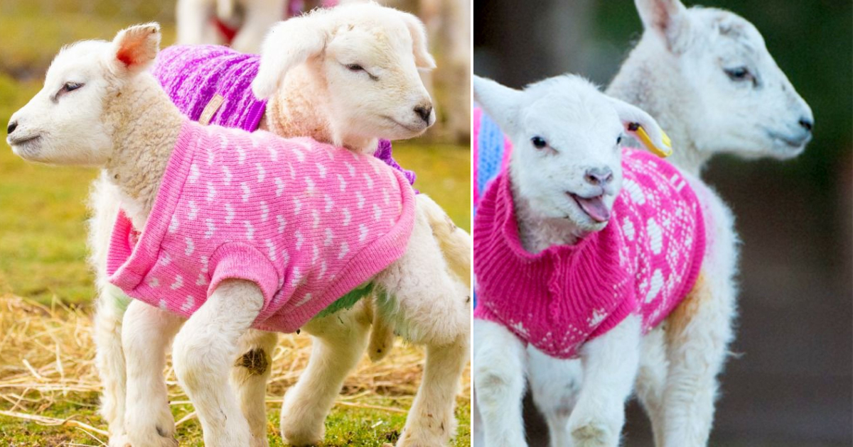 Heartwarming Care: Handknitted Jumpers Keep Newborn Lambs Cozy and Comforted