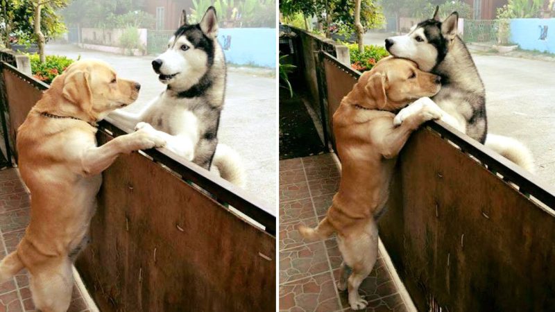 Heartwarming Encounter: The Unlikely Friendship of Sweet Husky and Beloved Labrador