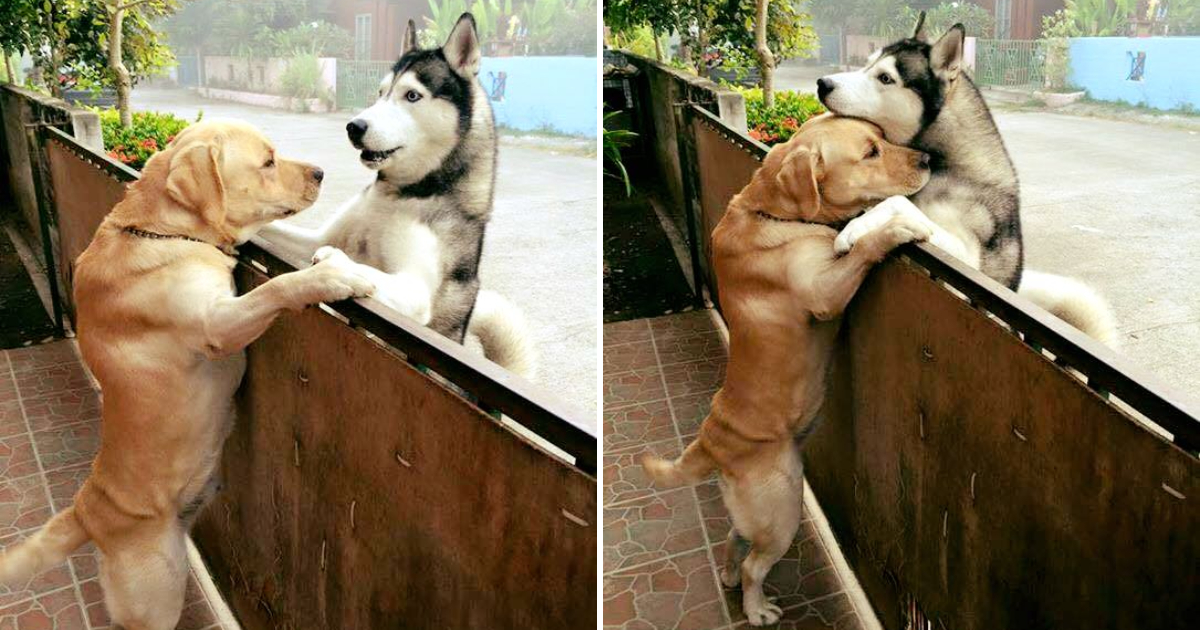Heartwarming Encounter: The Unlikely Friendship of Sweet Husky and Beloved Labrador