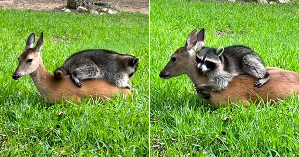 Heartwarming Friendship Between a Panda and an Abandoned Fawn Melts Everyone’s Hearts