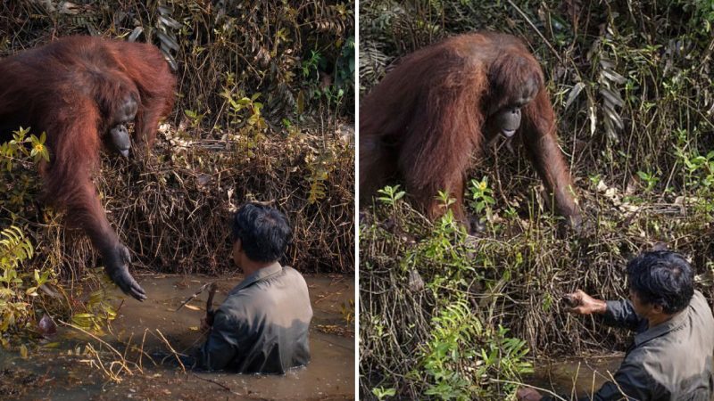 Heartwarming Moment as Orangutan Extends Helping Hand to Rescuer from River