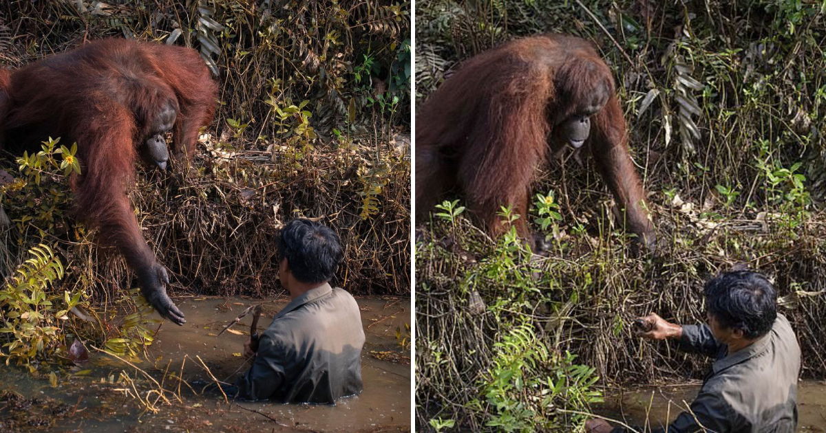 Heartwarming Moment as Orangutan Extends Helping Hand to Rescuer from River