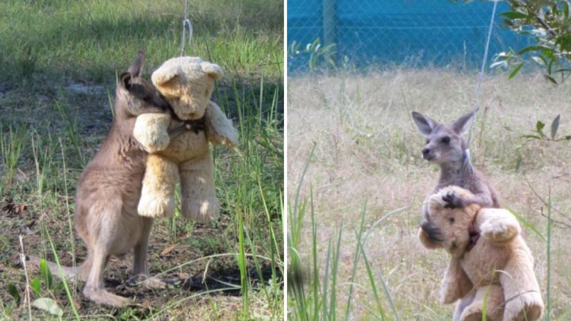 Heartwarming Tale of Orphaned Kangaroo Finds Love and Comfort in a Teddy Bear