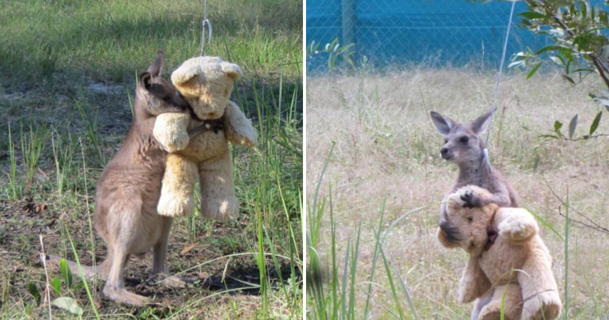 Heartwarming Tale of Orphaned Kangaroo Finds Love and Comfort in a Teddy Bear